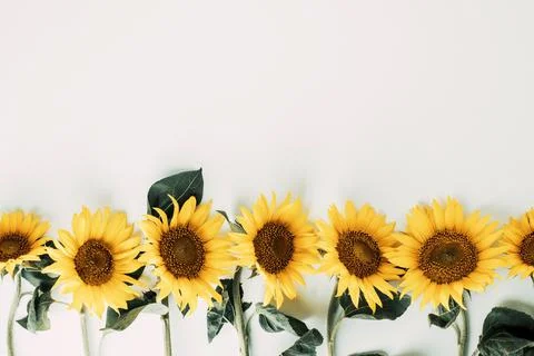 Sunflowers pattern on white background. Flat lay, top view Stock Photos
