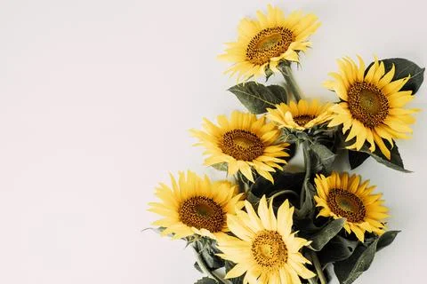 Sunflowers pattern on white background. Flat lay, top view Stock Photos