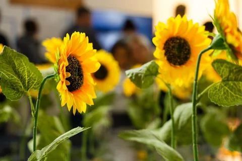Sunflowers pattern on white background. Flat lay, top view blog hero header Stock Photos