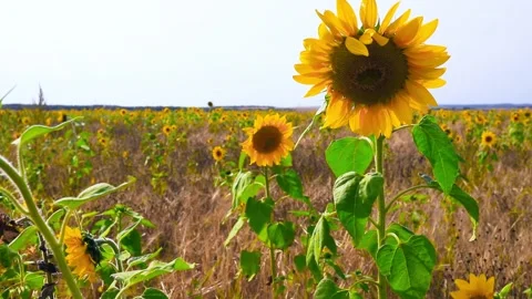 Sunflowers peg in the wind on a cloudy day. Stock Footage 151161825