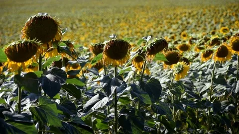Sunflowers, perfect for a screen saver. 스톡 동영상 82331724