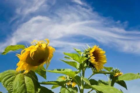 Sunflowers Stock Photos