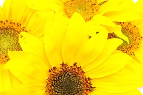 Sunflowers Stock Photos