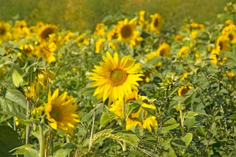 Sunflowers Stock Photos