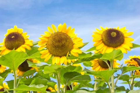 Sunflowers Stock Photos