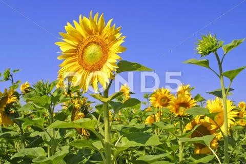 Sunflowers Stock Photos