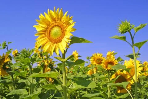 Sunflowers Stock Photos