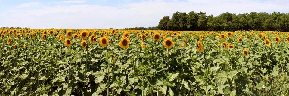 Sunflowers Stock Photos