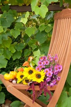 Sunflowers Stock Photos