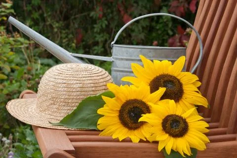 Sunflowers Stock Photos