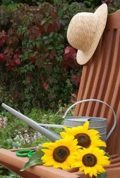 Sunflowers Stock Photos