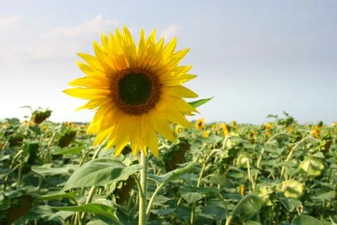 Sunflowers Stock Photos