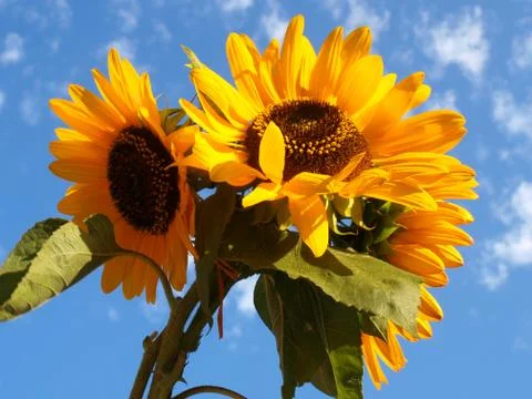 Sunflowers Stock Photos