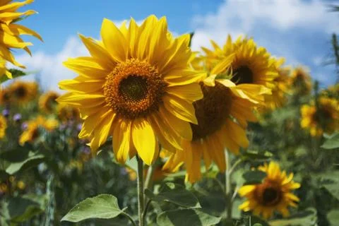 Sunflowers 스톡 사진