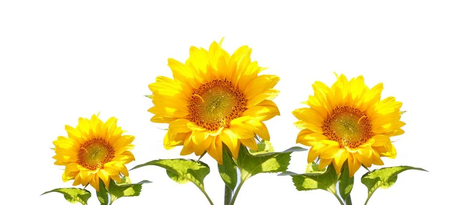 Sunflowers Stock Photos