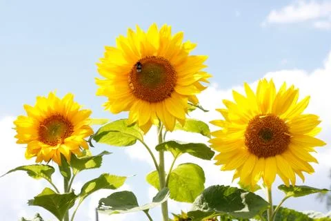 Sunflowers Stock Photos