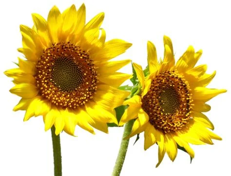 Sunflowers Stock Photos