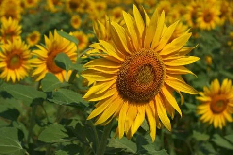 Sunflowers Stock Photos