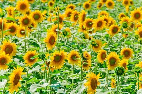 Sunflowers Stock Photos