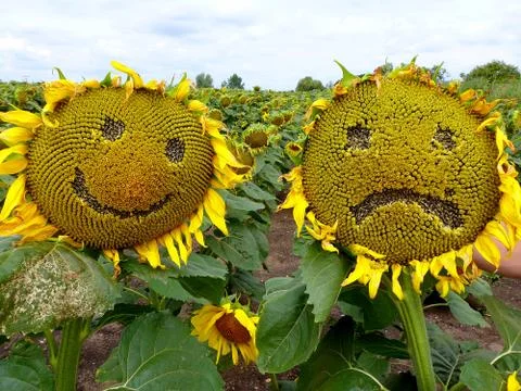 Sunflowers 写真素材