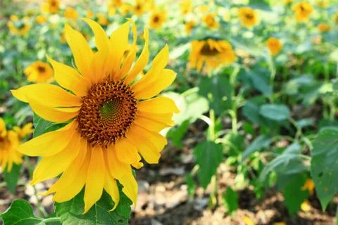 Sunflowers Stock-Fotos