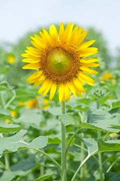 Sunflowers Stock Photos