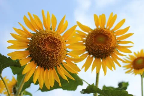 Sunflowers 스톡 사진