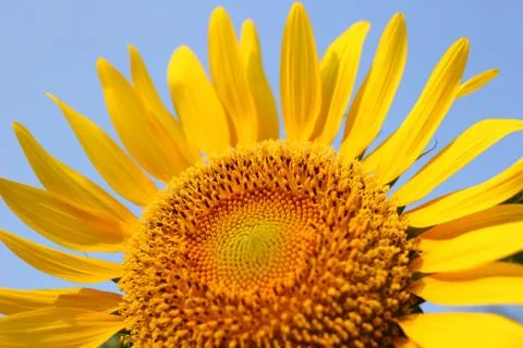 Sunflowers Stock Photos