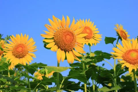 Sunflowers Foto stock