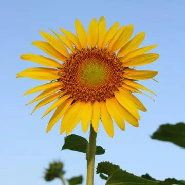 Sunflowers Stock Photos