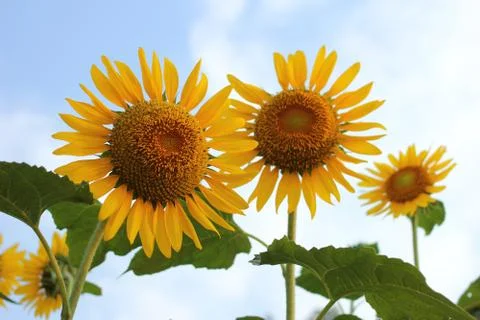 Sunflowers Foto stock