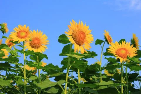 Sunflowers Stock Photos