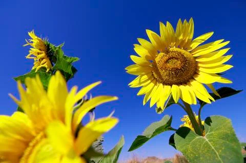 Sunflowers Stock Photos