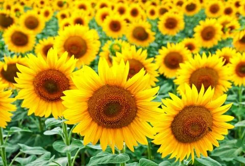 Sunflowers Stock Photos