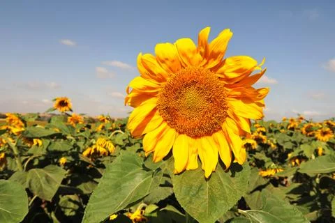Sunflowers Stock Photos