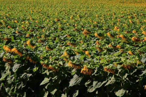 Sunflowers. Stock Photos