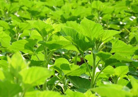 Sunflowers Stock Photos