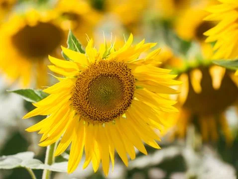 Sunflowers Stock Photos