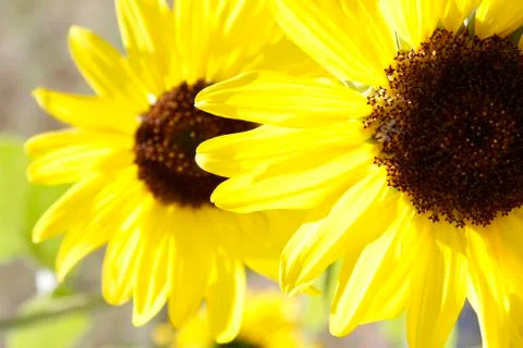 Sunflowers Stock Photos