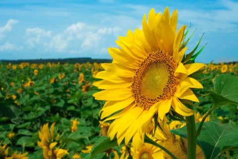 Sunflowers Stock Photos