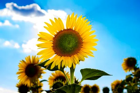 Sunflowers Stock Photos