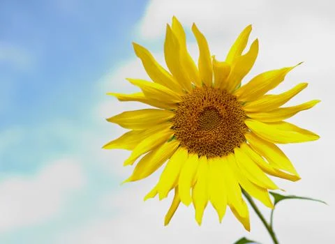 Sunflowers Stock Photos