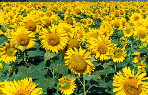 Sunflowers Stock Photos