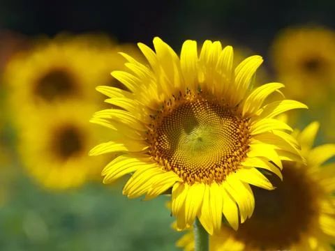 Sunflowers Stock Photos