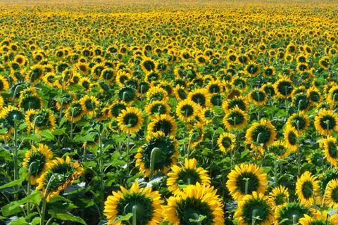 Sunflowers Stock Photos