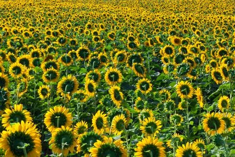 Sunflowers Stock Photos