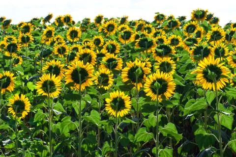 Sunflowers Stock Photos