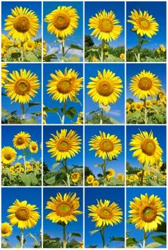 Sunflowers Stock Photos