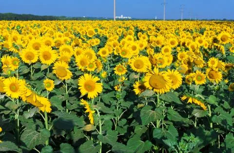 Sunflowers Stock Photos