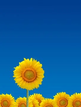 Sunflowers Stock Photos
